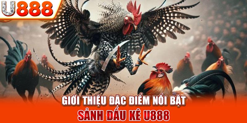 Giới thiệu đặc điểm nổi bật sảnh đấu kê U888