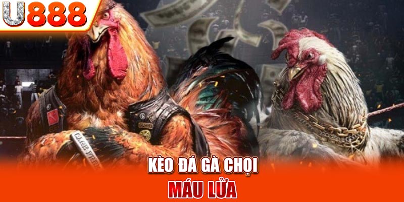 Kèo đá gà chọi máu lửa 