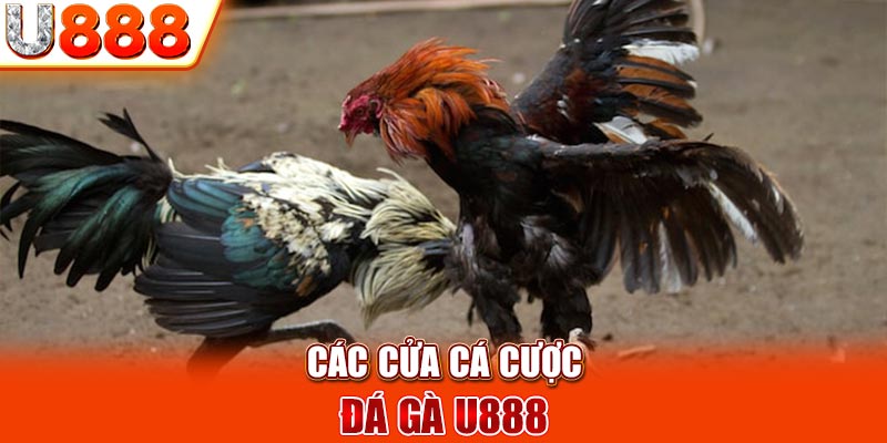 Các cửa cá cược đá gà U888