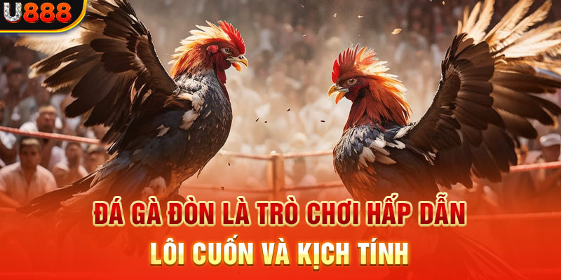 Đá gà đòn là trò chơi hấp dẫn, lôi cuốn và kịch tính